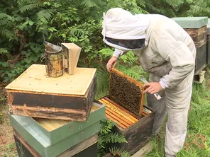 Cette année, Thibault Chaumont n'a produit que 450kg de miel d'acacia.