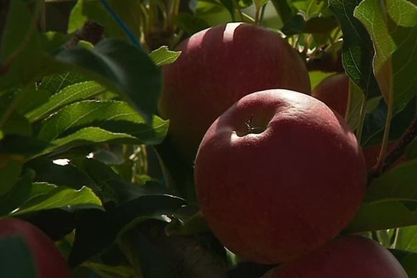 On manque de saisonniers pour la récolte des pommes dans le nord des Deux-Sèvres.