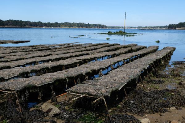 Parc à huîtres dans le Morbihan - Photo d'illustration