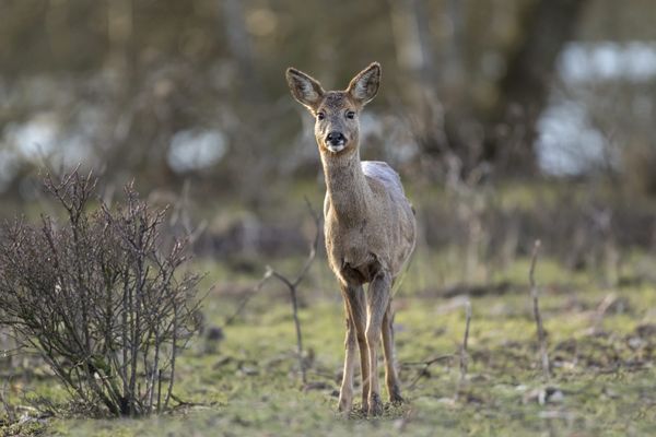 L'animal s'est retrouvé bloqué dans un sas d'un cabinet de notaire, dans le centre-ville d'Aurillac, ce samedi 6 juillet 2024. (Image d'illustration)