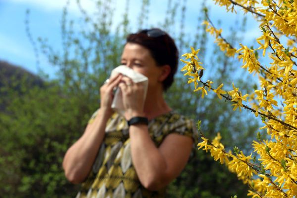 En ce début juin, les allergiques sont sensibles aux pollens, surtout aux graminées.