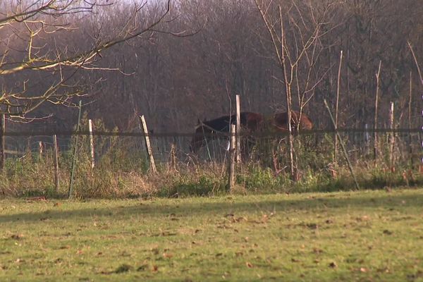 La jument qui a été tuée se trouvait dans ce champ situé au lieu-dit Bel Air sur la commune de L'Absie dans les deux-Sèvres.