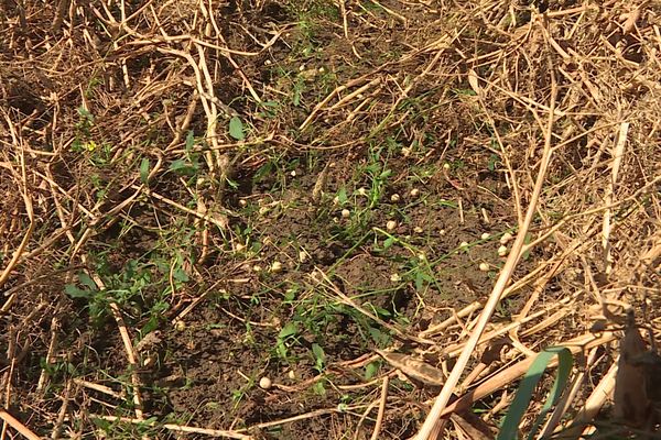 Le colza a été égrené par la grêle