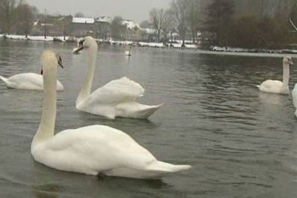 les cygnes du parc Saint-Pierre à Amiens