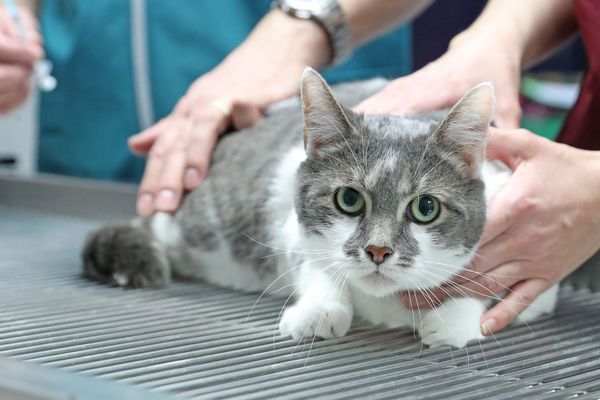 A Montélimar dans la Drôme, un chat blessé à été jeté dans une benne à ordures par un agent d'entretien, mardi 5 mai. La séquence a été filmée, la Fondation 30 millions d'Amis porte plainte pour acte de cruauté.