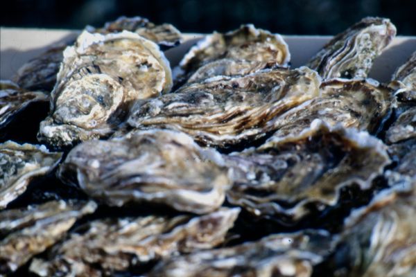 Des huîtres et des moules de Normandie font l'objet d'un vaste rappel après la détection de norovirus, responsables de la gastro-entérite.