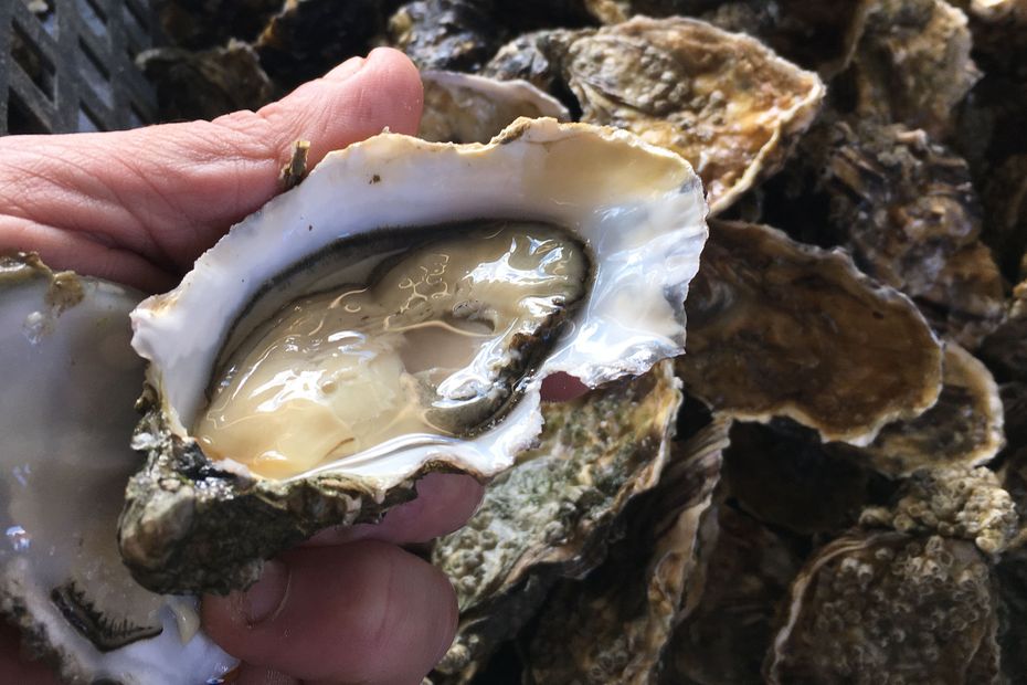 Loire-Atlantique Prefecture Prohibits Oyster and Shellfish Fishing and Sales After Collective Food Poisoning Outbreak