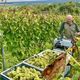 Des vendanges en baisse pour l'année 2024 dans le toulois.