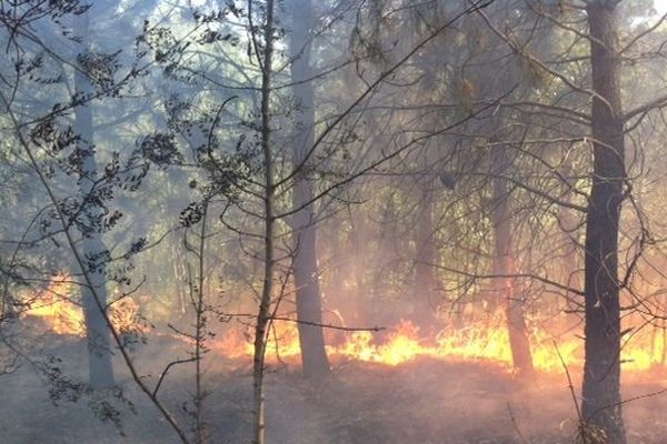 Cinq hectares de pinède sont partis en fumée.