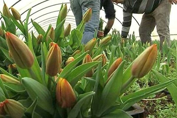 Mauguio (Hérault) - les producteurs de tulipes sont en plein ramassage - février 2014