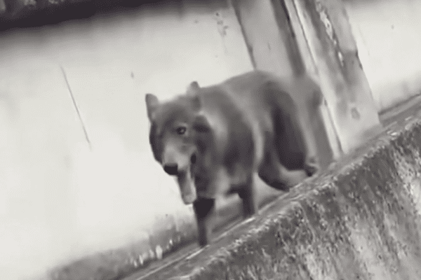 Trois chiens-loups ont été aperçus dans le centre-ville de Colomiers (Haute-Garonne), jeudi 12 septembre 2024.