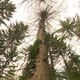 Les scolytes ravagent les épicéas du massif jurassien.