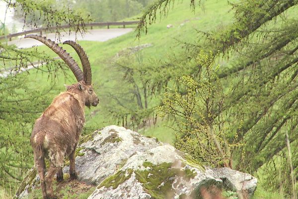 La création, il y a 100 ans du Gran Paradiso en Italie et il y a 60 ans du parc de la Vanoise en France, aura permis de sauver de l'extinction totale, la population de bouquetins des Alpes.