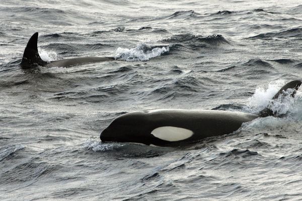 À l'automne et au printemps, des orques sont souvent observées près des côtes françaises. Photo d'illustration