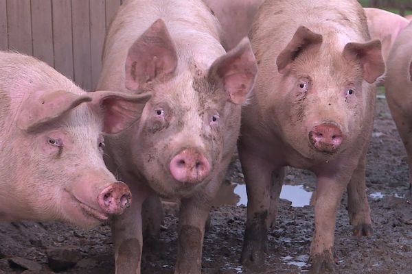 Depuis un an, une filière porc de plein air renaît dans le Morvan.