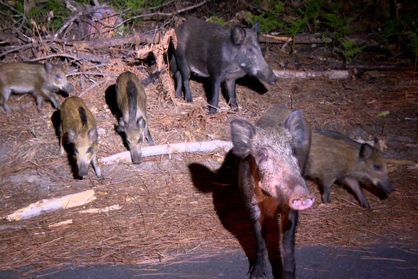 Les chasseurs procèdent au comptage de nuit. Ici, toute une harde de sangliers.