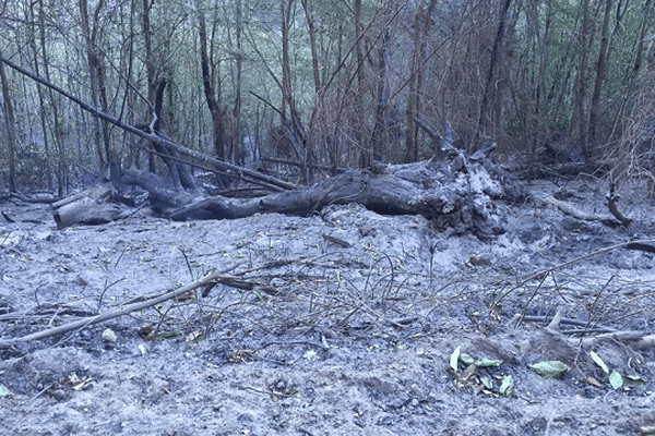 A Talasani, l'incendie a parcouru environ 450 hectares. 