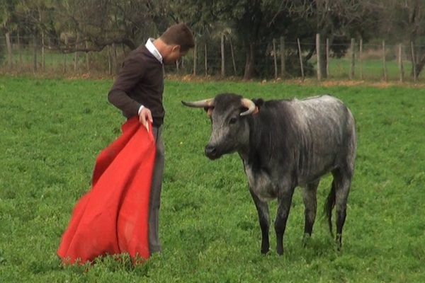 Voir toréer Juan Bautista au campo est un privilège