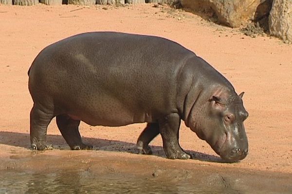 L'un des deux hippopotames nouveaux locataires du zoo de Beauval