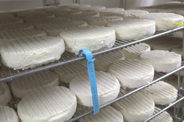 Le Pérail, fromage de brebis à pâte molle, est un produit du terroir des Grandes Causses, notamment de l'Aveyron.