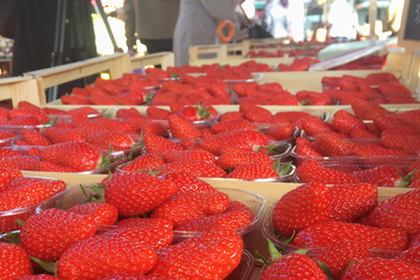 Les Gariguettes de Dordogne sur le marché à Perigueux