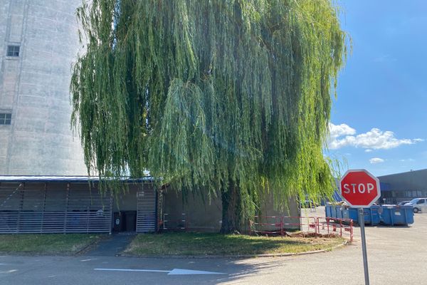 L'arbre en question menacé d'abattage. Les élèves ont dit stop à sa fin de vie annoncée. Au lycée François 1er de Vitry-le-François. 