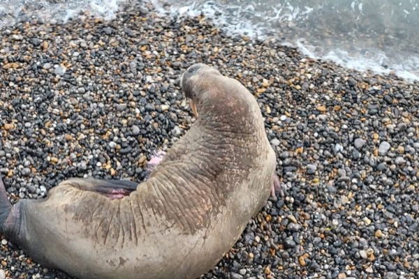 Un morse a de nouveau été observé sur la plage de Dieppe vendredi 2 décembre 2022.