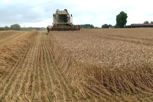 Rendement exceptionnel, cet été 2020, pour les exploitants de blé de Bailleul.