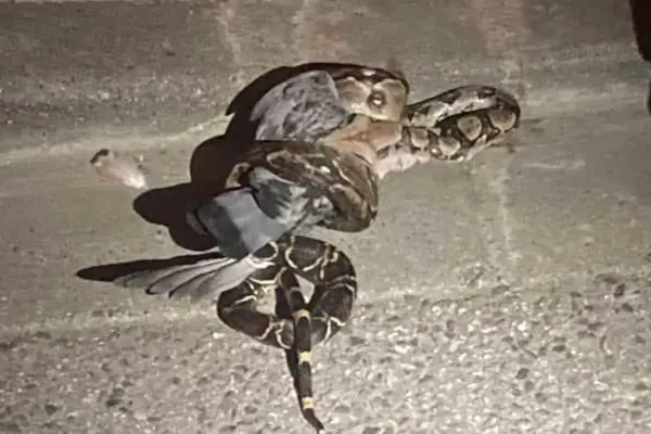 Le serpent se délectait d'un pigeon qu'il avait étouffé dans ses anneaux lorsque les pompiers sont intervenus.