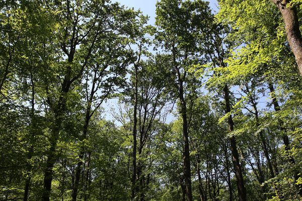 La forêt est un écosystème complexe et fragile, comme ne le montrent pas ces grands chênes en forêt du Gâvre