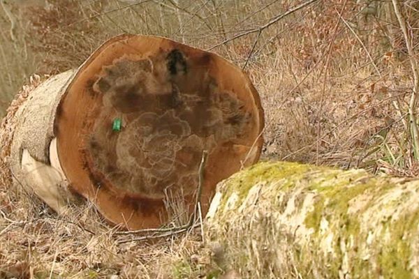 Pourquoi l’ONF a abattu 30 hectares de forêt dans la Marne ?