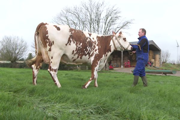 Stéphane Leullier, éleveur dans la Somme, fait concourir sa vache Noëlle dans la catégorie race normande dimanche 25 février 2024 au salon de l'agriculture.