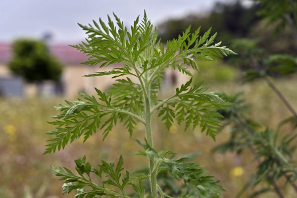 Très reconnaissables, les plantes d'ambroisies doivent être arrachées dès les premières semaines de croissance pour éviter qu'elles ne fleurissent et libèrent leur pollen.