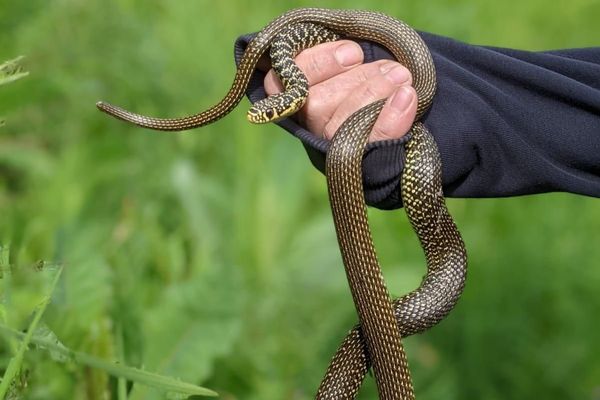 Une couleuvre verte et jaune attrapée dans le salon d'une habitation, avant d'être relâchée