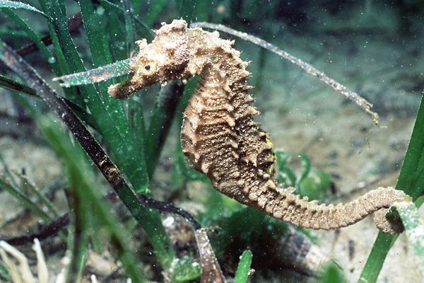 Un hippocampe dans le bassin lagunaire de Thau, à Sète - archives