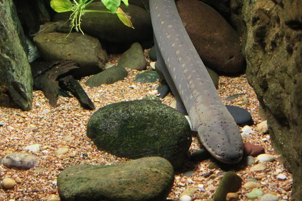 Une anguille dans un aquarium (Photo d'illustration)