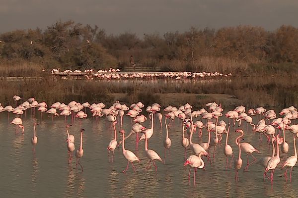 Environ 50 000 flamants sont présents dans le sud de la France durant la saison estivale, 25 000 en hiver.