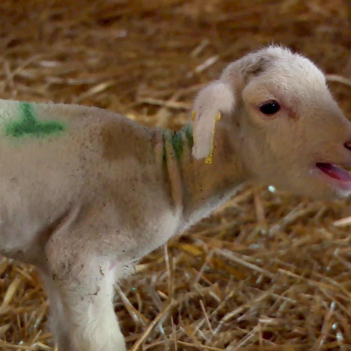 Insolite Une Brebis De Dordogne Donne Naissance A Des Quintuples