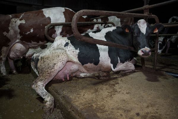 Les vaches laitières vivent toute l'année sans aucun accès à l’extérieur dans cet élevage de Haute-Marne.