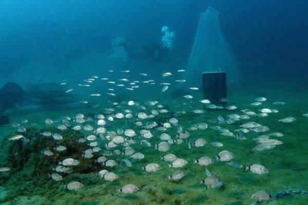 Méditerranée - des "biohuts" sous la mer pour servir de nursery aux bébés poissons - 2017.