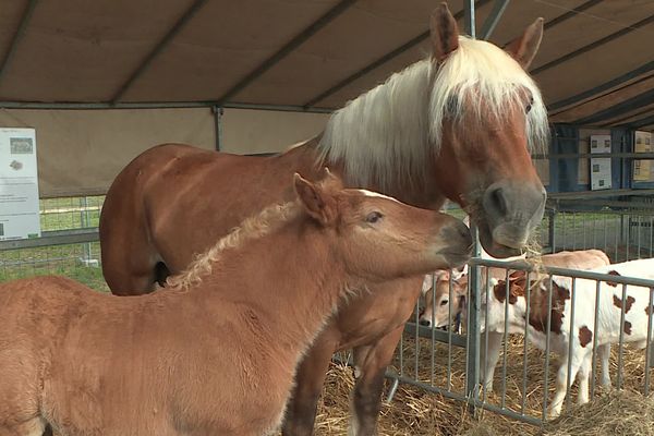 Une rencontre avec le monde agricole, du 30 avril au 1er mai 2022, au lac de Vesoul-Vaivre pour cette 6ème édition du festival de l'élevage.