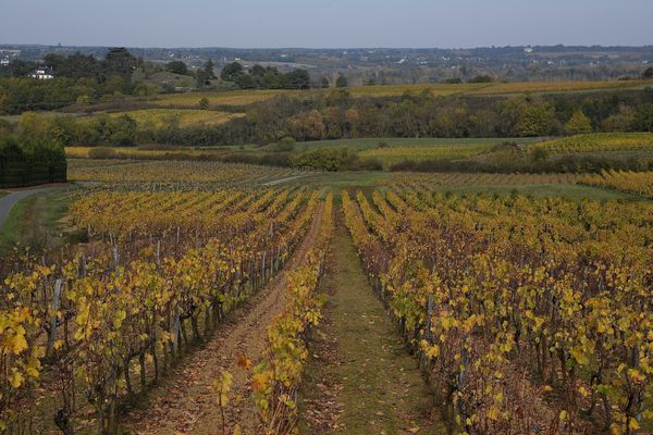 Le vignoble angevin de Rochefort-sur-Loire, en décembre 2017.