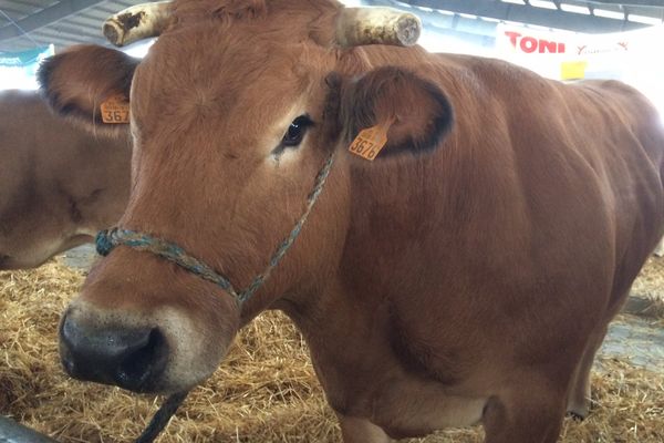 La parthenaise est la star, chez elle, pour le concours national d'animaux de boucherie