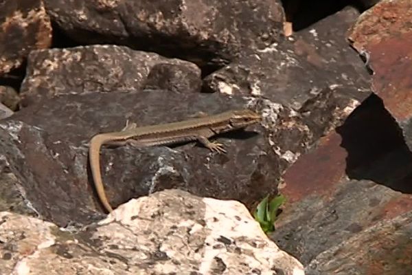 Le lézard de Bonnal, une espèce endémique des Pyrénées. 