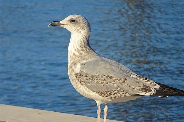 Illustration. Un cas de grippe aviaire sur une mouette retrouvée morte, à Villages-du-Lac-de-Paladru, a été confirmé ce lundi 6 mars.