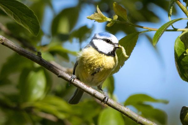 Mésange bleue : vous prendrez-bien un petit ver ? 