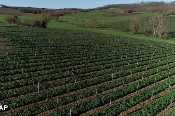 Vignoble du gaillacois