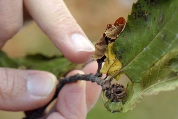 24 novembre 2010 à Campile, un village de Castagniccia, une microrégion réputée pour ses forêts de châtaigniers. Photo d'une feuille de châtaignier contaminée par des cynips. 