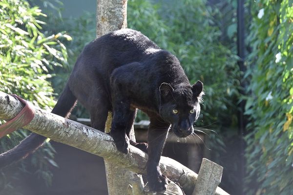 La panthère noire d'Armentières se trouverait dans un sanctuaire pour grands félins dans le nord des Pays-Bas depuis janvier 2020.