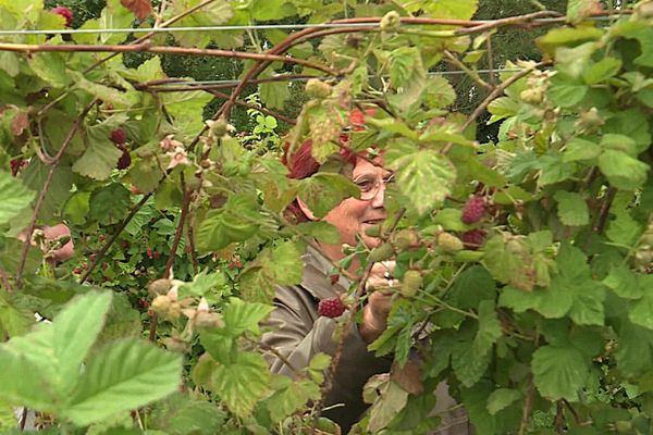 La cueillette chez le producteur pour payer ses fruits et légumes moins cher